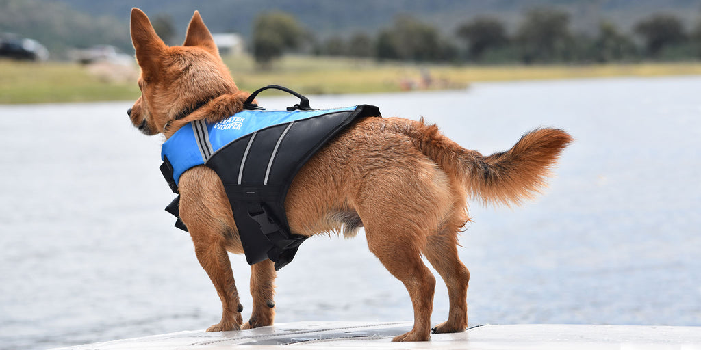 Dog life jackets anaconda hotsell