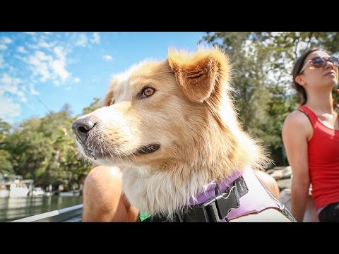 Water Woofer DFD s Dog Floatation Device Watersnake Australia